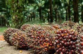 DALAM JANGKA SETAHUN SAJA GAMPONG KOTA PALAK DAPAT MEMANEN 8-9 TON SAWIT YANG BERKUALITAS BAIK